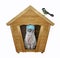 Cat ashen doctor in wooden house