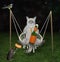 Cat ashen drinks beer on swing at night