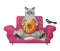 Cat ashen eats orange donut on pink sofa