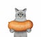 Cat ashen holding large sausage