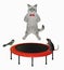 Cat ashen jumping on red round trampoline