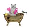 Cat ashen with pink hairbrush in gold bath