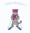 Cat ashen in pink scarf and hat skiing