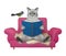 Cat ashen reads book on pink sofa