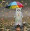 Cat ashen in rubber boots under colorful umbrella 2