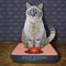 Cat ashen sits on weigh scale 2