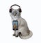 Cat ashen with smartphone listens to music