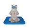 Cat ashen on square blue mat doing yoga