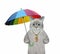 Cat ashen under colorful umbrella 2