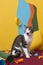 Cat with astonished face on colorful paper background with torn pieces of paper