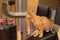 Cat athlete. Ginger cat in the gym.