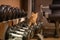 Cat athlete. Ginger cat in the gym. Dumbbells of different weights.