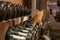 Cat athlete. Ginger cat in the gym. Dumbbells of different weights.