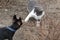 Cat attacks a small dog Russian toy Terrier on a walk