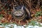 A cat on autumn leaves looks angry and with ears laid back