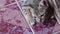 Cat baby gray tabby adorable  lying on the tile floor and looking at camera, two animal on background