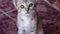 Cat baby gray tabby adorable  lying on the tile floor and looking at camera, two animal on background