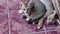 Cat baby gray tabby adorable  lying on the tile floor, two animal on background