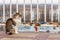 Cat on a background of a fence with padlocks