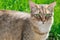 Cat on a background of green grass