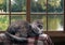 Cat on the balcony at the window. Outside, pond, green trees in the park.  large, gray, furry