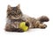 Cat and ball.