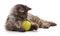 Cat and ball