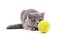 Cat with a ball.
