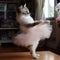 Cat Ballerina is dancing