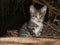 Cat in the barn looking