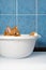 Cat in basin