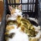 Cat in a basket with kitten and receiving musk duck ducklings. Cat foster mother for the ducklings