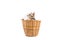 Cat in basket,look outside,isolated white background