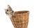Cat in basket,look outside,isolated white background