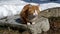 The cat is basking in the sun. A ginger kitten walks through a snow-covered garden in early spring