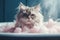 cat in bathroom. Bathing process, frightened wet cat, hygiene procedures. Pet care