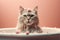 cat in bathroom. Bathing process, frightened wet cat, hygiene procedures. Pet care