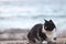 Cat at beach alexandria
