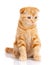 Cat, beautiful cat, purebred cat, fluffy cat, proud cat, kitten redhead - portrait of Scottish cat