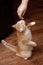 Cat begs food in the kitchen while cooking