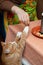 Cat begs food in the kitchen while cooking