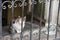 Cat behind iron fence