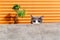 Cat behind sofa against orange background