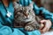 A cat is being held by a vet, stripy tabby cat undergo health checkup