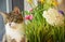 Cat Besides Flowers