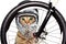 Cat in a bicycle helmet looking through the bicycle wheel