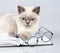 Cat with big glasses lying on the book