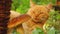 A cat and a big white mushroom. A beautiful cat lies on the grass