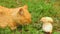 A cat and a big white mushroom. A beautiful cat lies on the grass