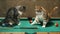 Cat Billiards Funny Cute Hilarious Cats Adorable Pet Art